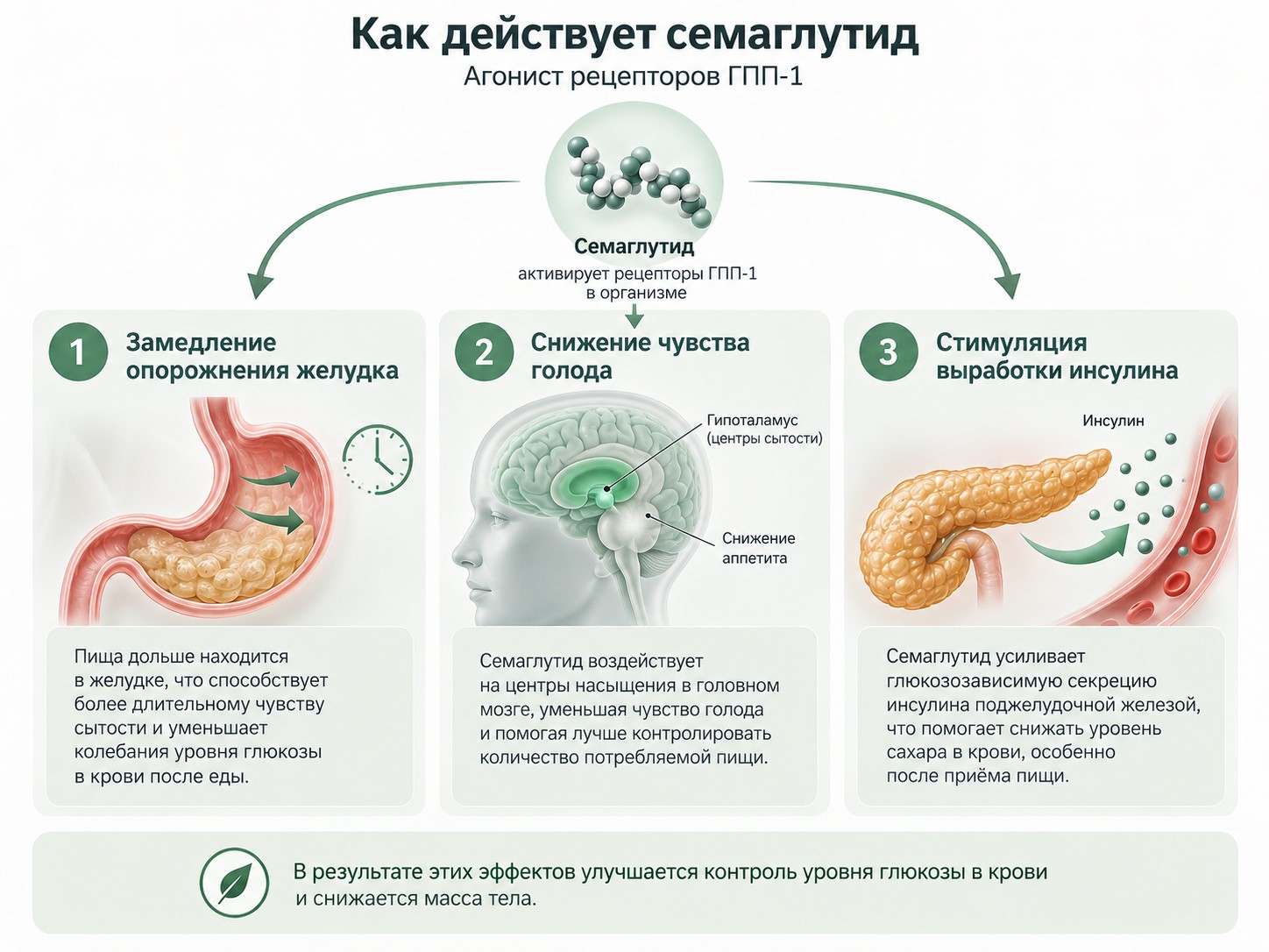 Механизм действия семаглутида как аналога гормона ГПП-1